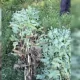 Polițiștii au descoperit peste 200 de plante de mac cultivate ilegal în comuna Cruzești