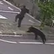 Panică în Japonia: Un urs a atacat mai multe persoane într-o zonă industrială