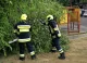 Ploile și vântul puternic au doborât arbori în mai multe raioane. Pompierii au intervenit în 58 de situații de risc
