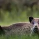 Mistreții atacă culturile agricole. MAIA le recomandă fermierilor să ia măsuri de protecție