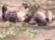 Un păstor din India a supraviețuit după ce a fost ținut la pământ aproape 30 de minute de o leoaică sălbatică