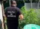 VIDEO // Un recidivist, reținut pentru cultivarea și vânzarea drogurilor. Poliția a descoperit o plantație de cannabis și ciuperci halucinogene