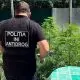 VIDEO // Un recidivist, reținut pentru cultivarea și vânzarea drogurilor. Poliția a descoperit o plantație de cannabis și ciuperci halucinogene