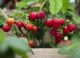 Studiu alarmant: Reziduuri de pesticide au fost depistate în 88% dintre căpșunile analizate în Europa