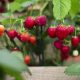 Studiu alarmant: Reziduuri de pesticide au fost depistate în 88% dintre căpșunile analizate în Europa