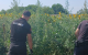 400 de plante de cânepă, depistate și nimicite în extravilanul unui sat din raionul Ungheni
