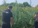 400 de plante de cânepă, depistate și nimicite în extravilanul unui sat din raionul Ungheni