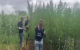 Cultură ilegală de cânepă, descoperită la Trușeni: Zeci de plante, ascunse într-un lan de porumb