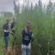 Cultură ilegală de cânepă, descoperită la Trușeni: Zeci de plante, ascunse într-un lan de porumb