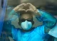 OMS a declarat încheiat focarul de hantavirus de pe nava de croazieră