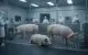 Japonia pregătește primele teste de transplant de rinichi de porc la oameni: Procedurile ar putea deveni standard până în 2033