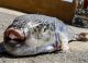 Un pește extrem de toxic, de 100 de ori mai periculos decât cianura, se răspândește în Marea Mediterană