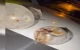 VIDEO // Droguri de peste un milion de lei confiscate în urma acțiunilor Poliției