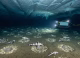 Descoperire incredibilă sub gheața Antarcticii: Oamenii de știință au găsit 60 de milioane de cuiburi de pești