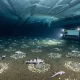 Descoperire incredibilă sub gheața Antarcticii: Oamenii de știință au găsit 60 de milioane de cuiburi de pești