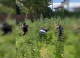 VIDEO // Sute de plante de cânepă și mac, descoperite de polițiști în Chișinău și suburbii