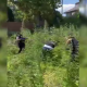 VIDEO // Sute de plante de cânepă și mac, descoperite de polițiști în Chișinău și suburbii